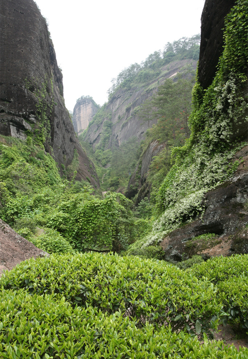 中國十大(dà)名茶之武夷岩茶